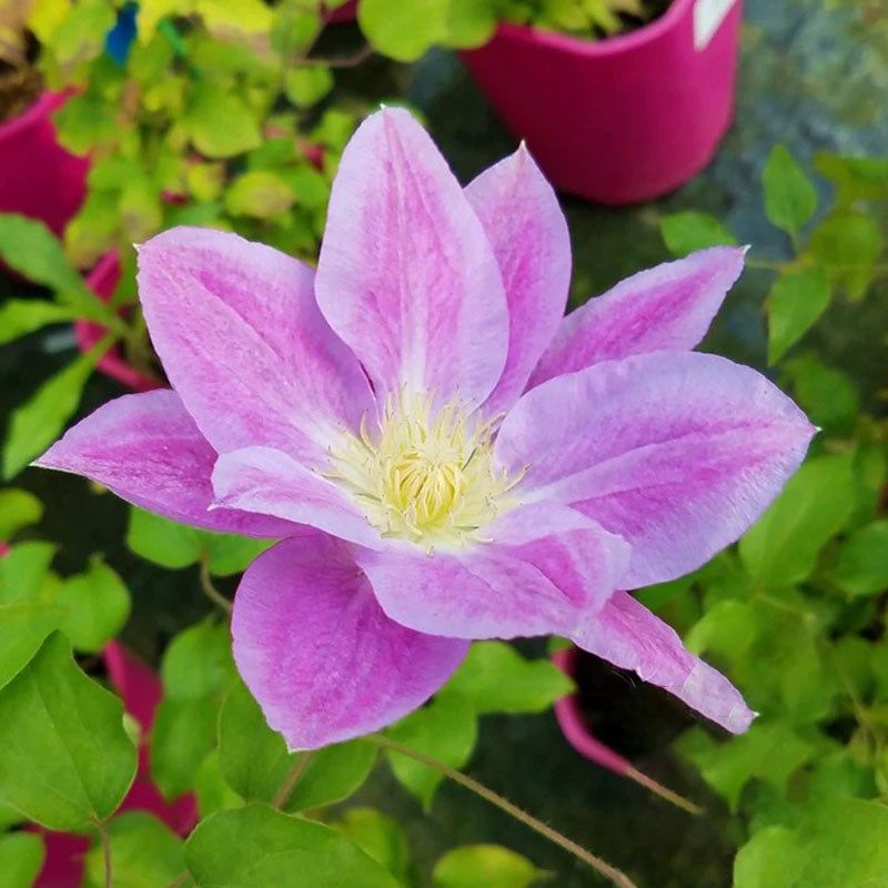 变心铁线莲花苗盆栽爬藤花卉藤本皇后半重瓣大花丰花无刺攀援植物,鲜花速递/花卉仿真/绿植园艺,绣球/木绣球/木本植物,淘宝优惠券,粉丝福利购,淘宝优惠卷