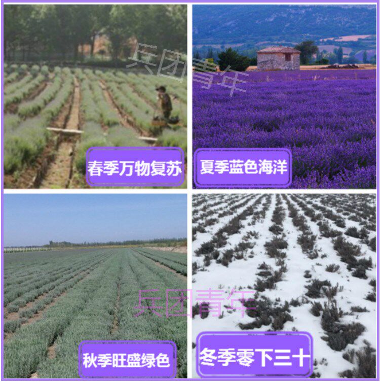 新疆法国蓝薰衣草苗花苗狭叶薰衣草地栽盆栽苗阳台绿植庭院花卉苗