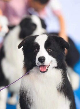 专业黑色比赛牵引绳训犬绳防暴冲P链尼龙圆形4mm不夹毛包邮狗通用