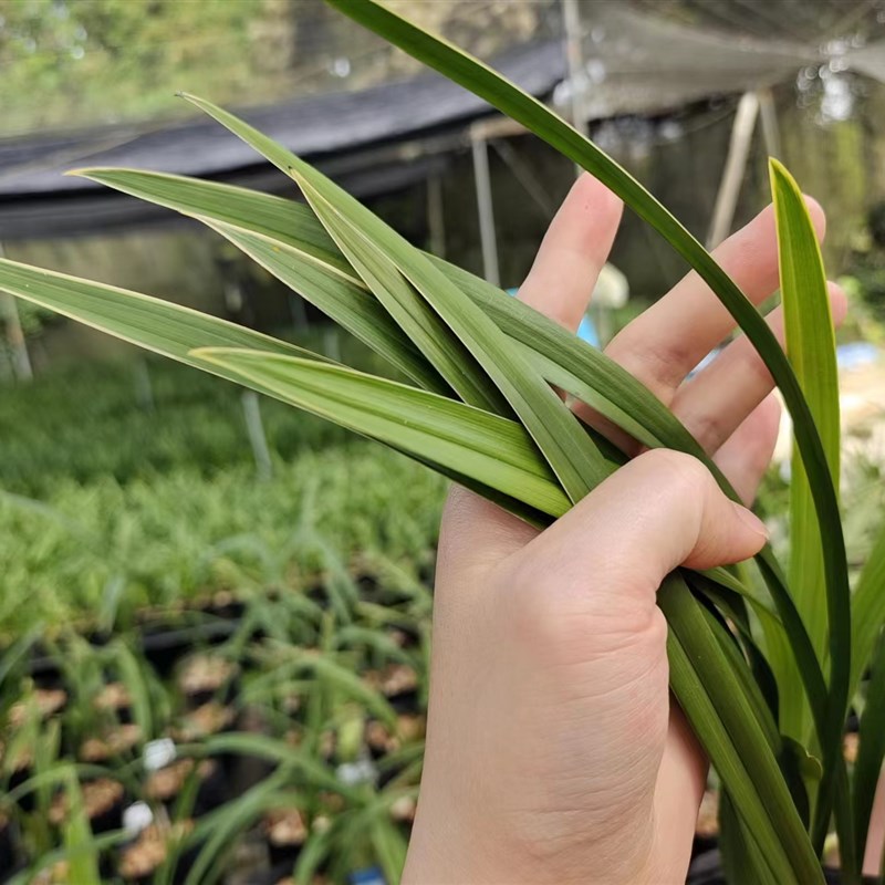 建兰小桃红夏天开花夏季带花苞出售裸根发货老爸的花圃值得信赖