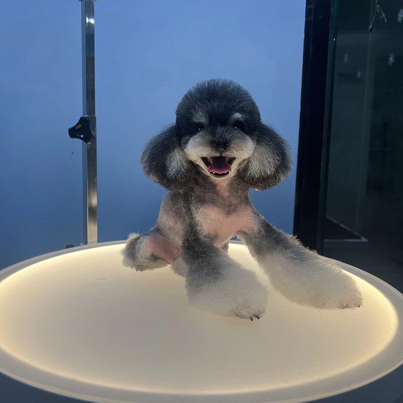 春舟N121发光桌宠物美容台气压升降可旋转猫咪泰迪剪毛美容桌