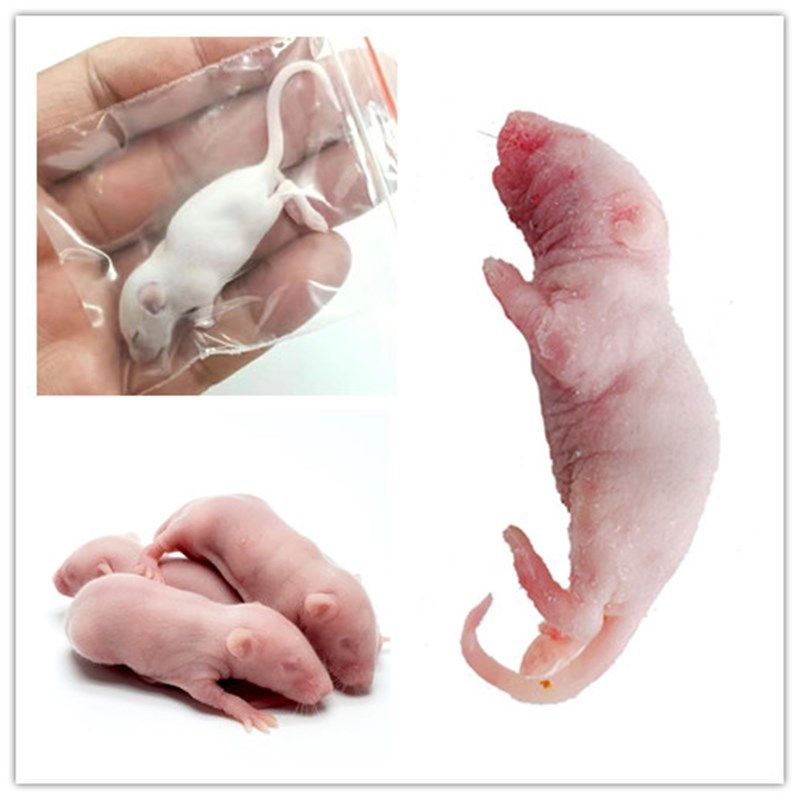 活鲜速冻小白鼠红皮喂蛇粉皮白霜食物乳鼠冰冻宠物饲料粮喂幼猫龟,宠物/宠物食品及用品,爬虫/鸣虫食物,淘宝优惠券,粉丝福利购,淘宝优惠卷