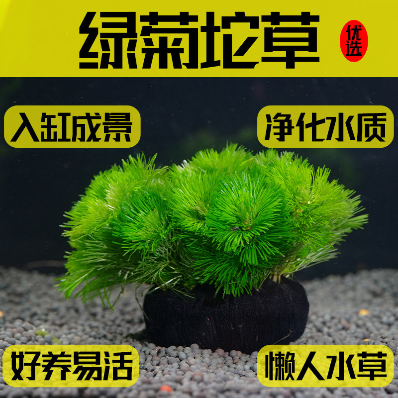 绿菊水草坨草无需底砂阴性鱼缸里小坨水草植物造景小鱼缸无泥水草