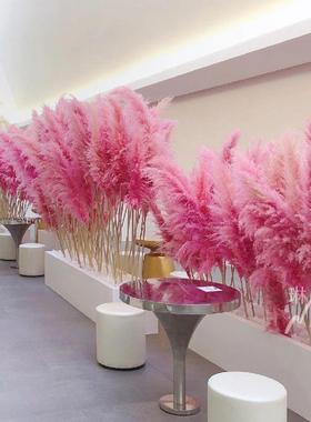 粉色芦苇干花网红景观花束婚庆商场橱窗装饰红色芦苇花室内外造景