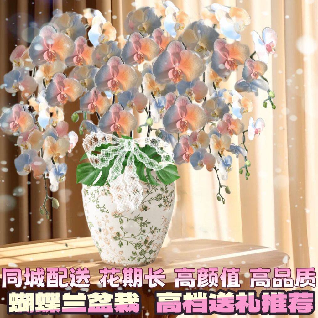 蝴蝶兰礼品送女神长辈同事领导乔迁生日绿植花卉北京同城配送