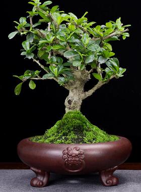 宜兴精紫砂盆圆口SCU品兽头三足盆花景盆绿花植卉金弹子老桩厂家