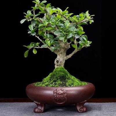 宜兴精紫砂盆圆口SCU品兽头三足盆花景盆绿花植卉金弹子老桩厂家