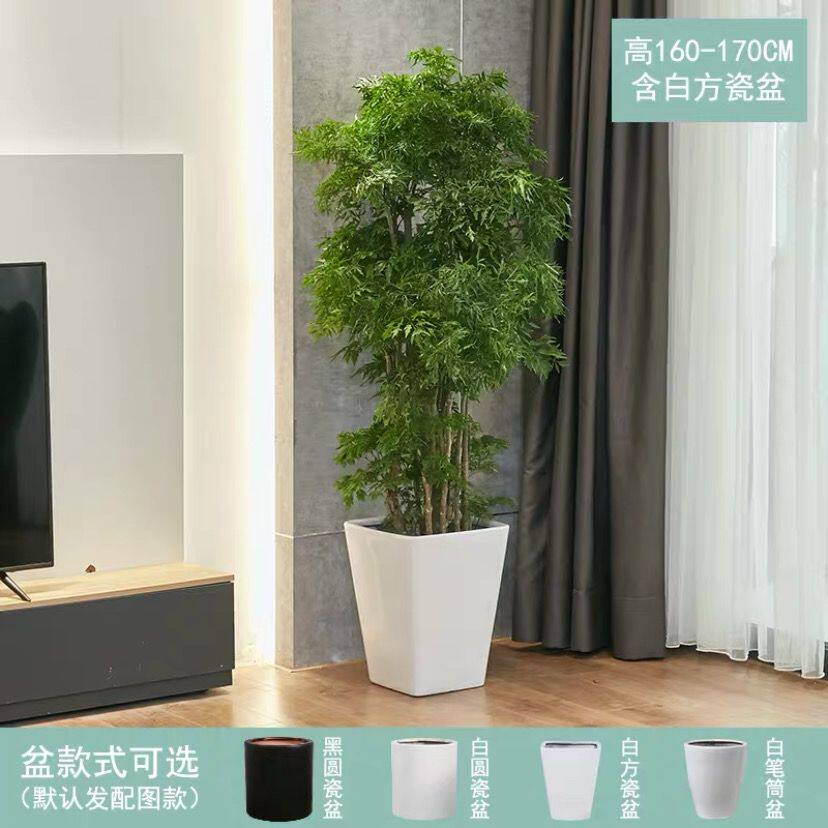 羽叶福禄桐盆栽细叶大型室内盆景名贵金钱兜植物客厅吸除甲醛绿植