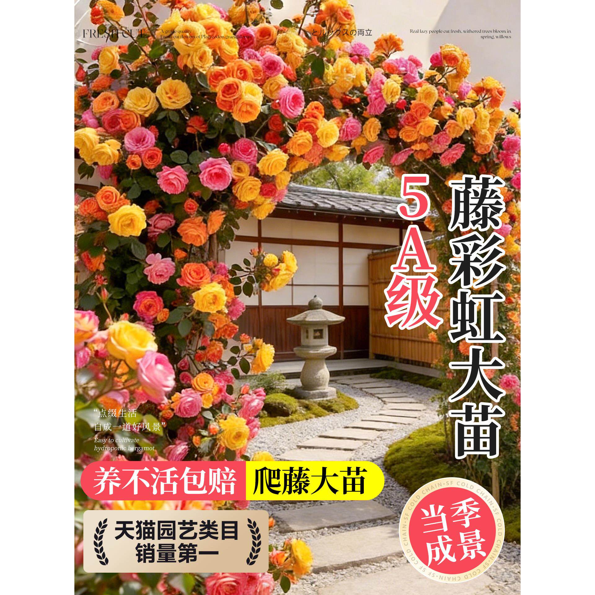 蔷薇花苗爬藤植物藤本月季花树大苗庭院阳台花卉爬墙玫瑰耐寒盆栽