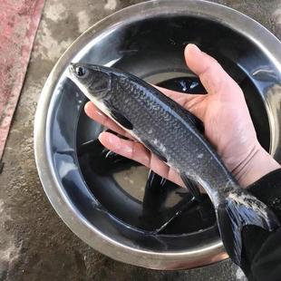 螺蛳青鱼苗特大型20公分半斤食用乌黑皖淡水养殖灰草鱼螺丝青鱼苗
