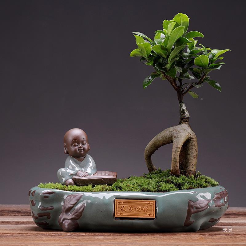 小叶紫檀盆景老桩绿植树植物树造型文竹盆栽榕桩内办公rd615759桌