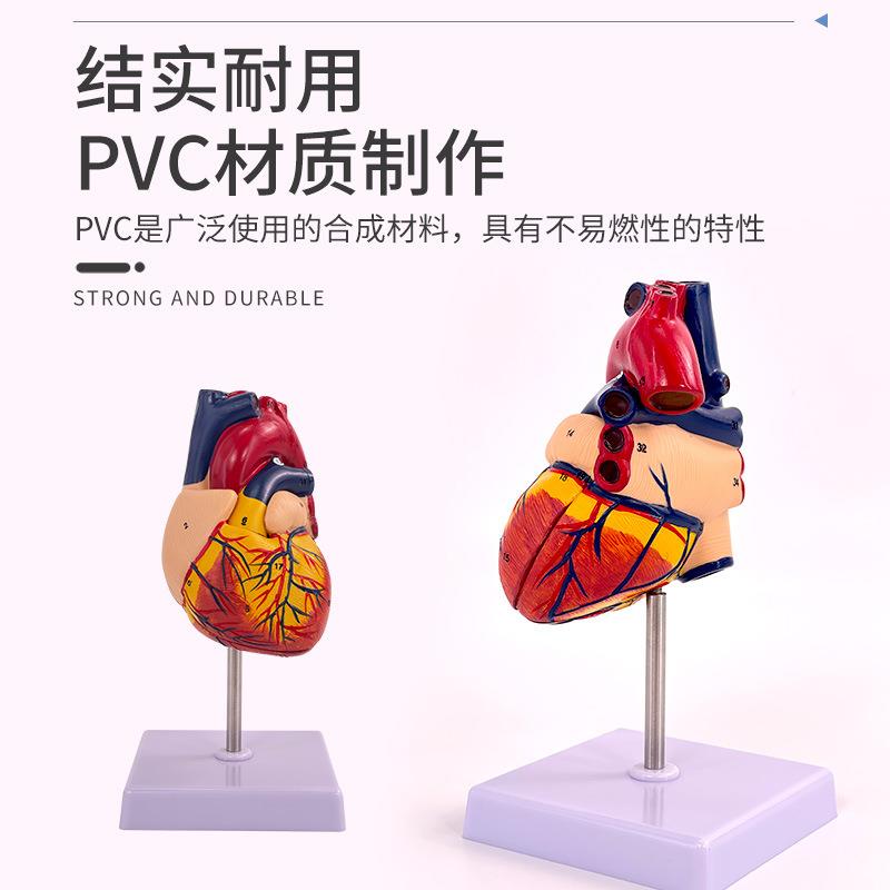 体自然大心脏解剖模型人5003有4个标识B超彩学超医学心脏教模型