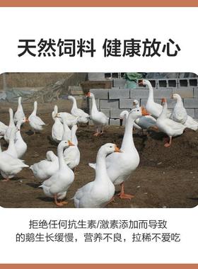 东正4%鹅后期预华混用DEX料肉鹅育肥鹅饲料种鹅产蛋料小鹅大鹅大
