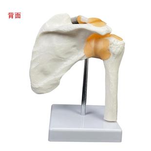 人体骨骼学6大关模型功体能型肩节关节模645型人关节教模型