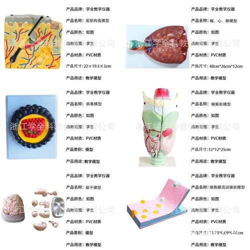 体模型生人物模176型初高中生实验器材中学生物教学学教模型物展