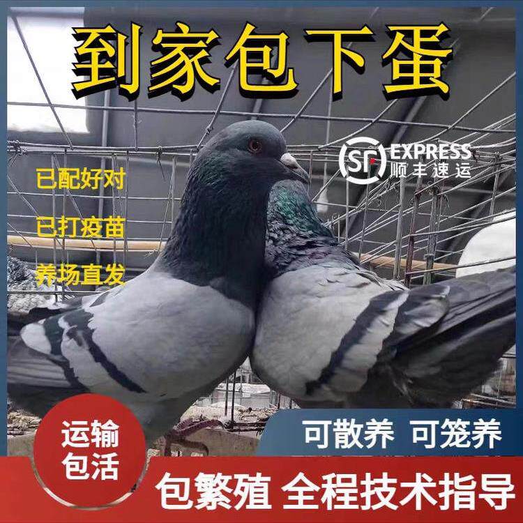 鸽子活物一对大体落地王鸽种鸽元宝鸽下蛋繁殖观赏鸽信鸽肉鸽幼鸽