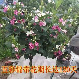 庭五彩锦带花树盆栽锦杆带小苗院大型耐寒风MJD景树高苗五彩锦带