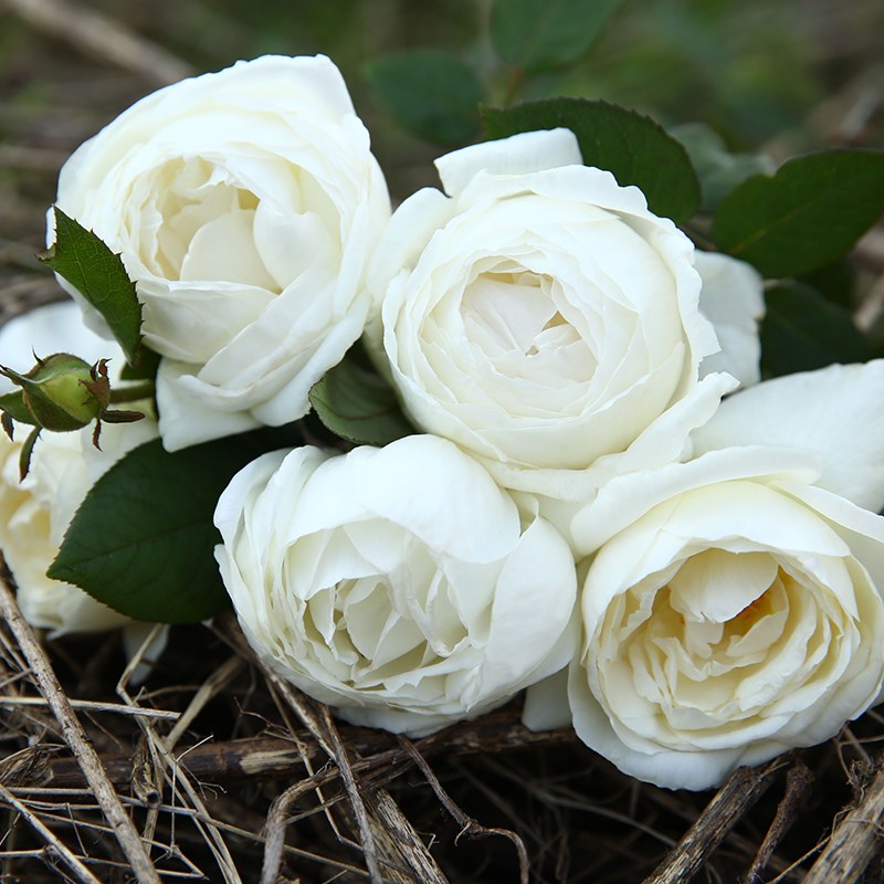 天狼月季 婚礼之路 月季玫瑰 多季耐热抗病浓香灌木切花月季