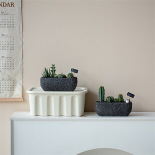 仙人掌盆栽多肉植物组合办公室桌面创意礼品星兜龙神木红刺麒麟新
