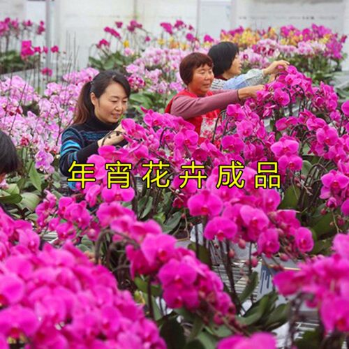 蝴蝶兰专用土通用型兰科营养土养花种植土花泥弱酸性兰花植料精选