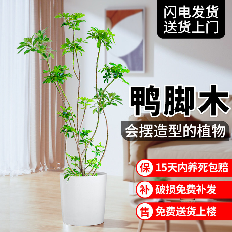 造型鸭脚木客厅大盆栽树苗室内大型绿植落地式网红植物八方来财