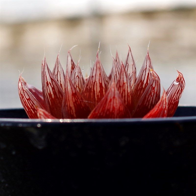 多肉植物稀有品种原始玉露红水晶室内阳台花卉防辐射绿植盆栽景观