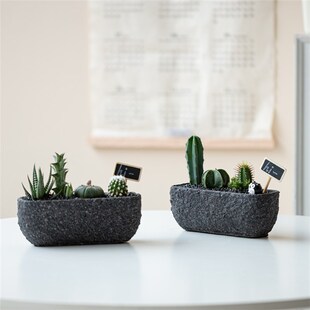 仙人掌盆栽多肉植物组合办公室桌面创意礼品星兜龙神木红刺麒麟新