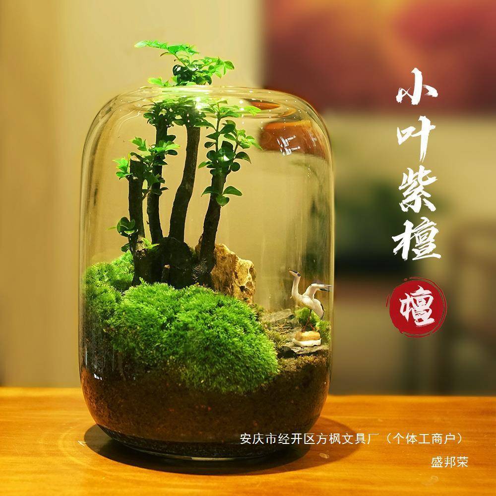 生命桌面成品绿植苔藓微景观盆栽之树生态瓶盆景鲜活好养