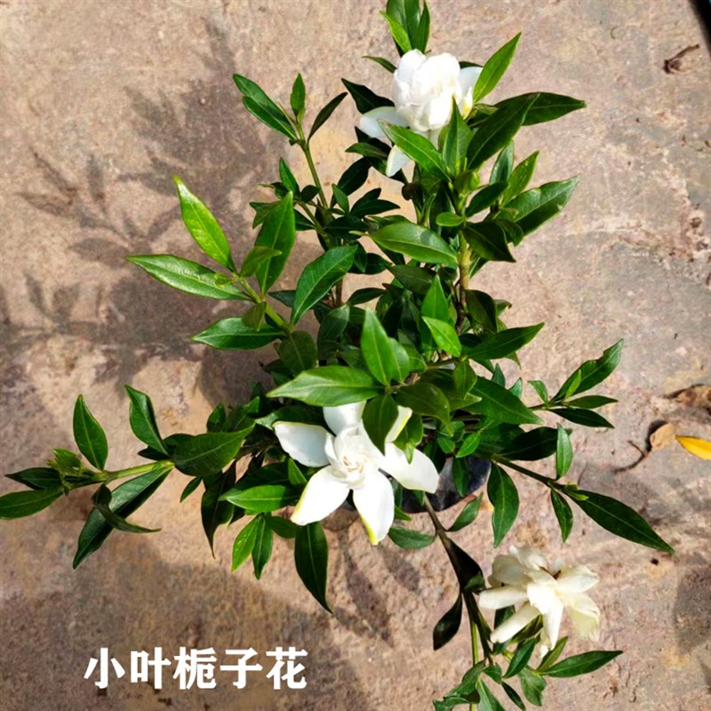 栀子花苗重瓣牡丹大花大叶小叶雀舌栀子白蟾花室内芳香庭院常绿化