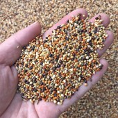 珍珠鸟芙蓉鸟玉鸟食混合鸟食鸟粮饲料 金丝雀鸟 七彩文鸟 芙蓉鸟