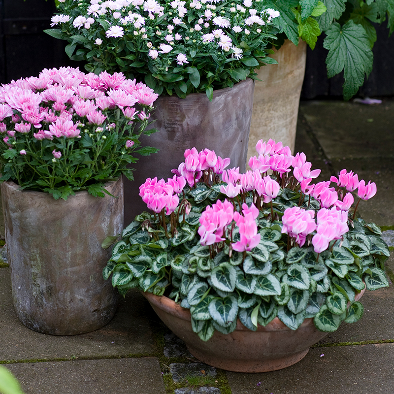 海蒂的花园迷你仙客来趣味阳台多年生花期长耐阴花卉盆栽带花