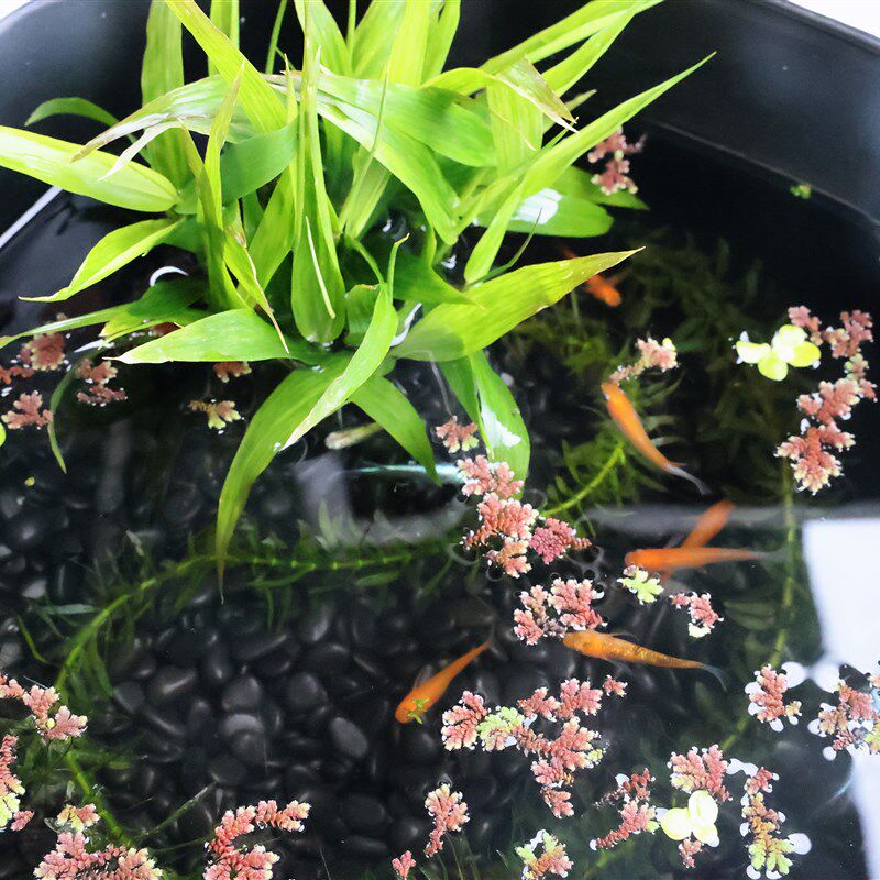 观背青鳉 八角鱼盆 鱼缸 古法造景套餐 饲养容器匠鱼青鳉鱼发色,宠物/宠物食品及用品,桌面缸,淘宝优惠券,粉丝福利购,淘宝优惠卷