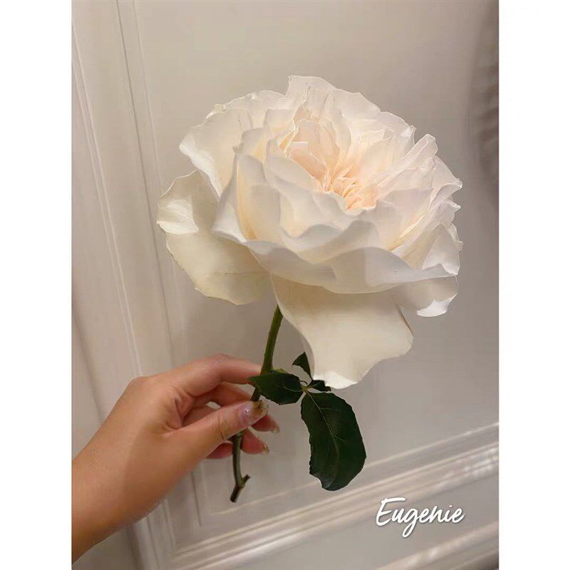 尤金妮月季花大苗盆栽奥斯汀玫瑰阳台庭院四季开花卉植物抗病耐晒