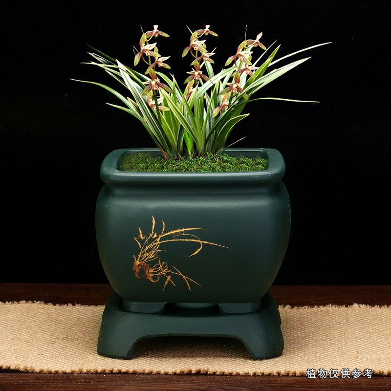 紫砂兰花盆专用中号四方带底座君子兰蕙春建吊兰桌面花卉绿植包邮,鲜花速递/花卉仿真/绿植园艺,花盆,淘宝优惠券,粉丝福利购,淘宝优惠卷