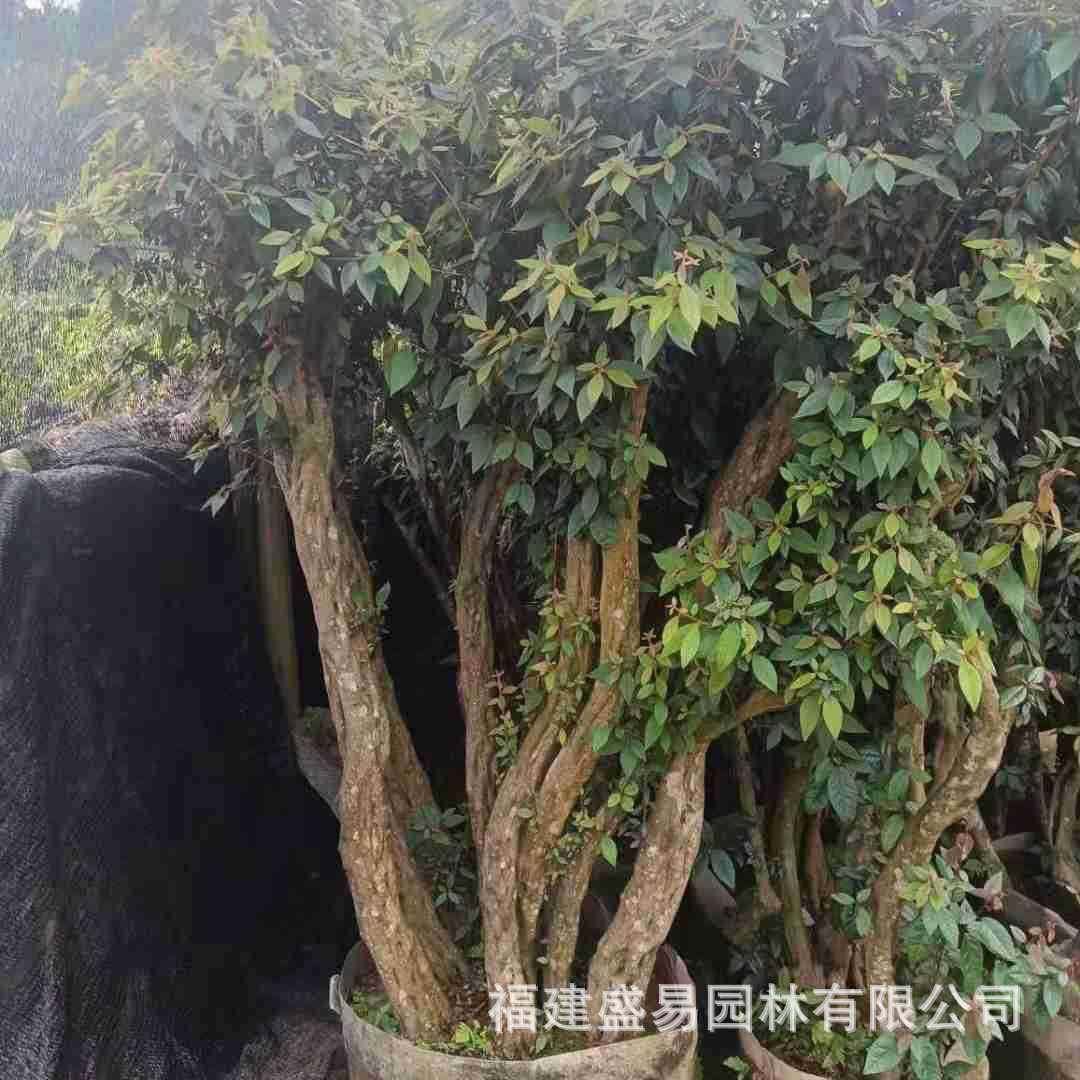 鹃老桩占地桩价桩格映山红盆景古造型杜杜老中小型桩鹃供应,鲜花速递/花卉仿真/绿植园艺,造型盆景,淘宝优惠券,粉丝福利购,淘宝优惠卷
