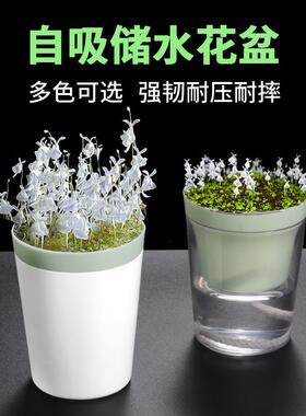 懒人自吸水塑料棉绳吸水动盆简约迷你食虫花多盆肉透HP241明花盆