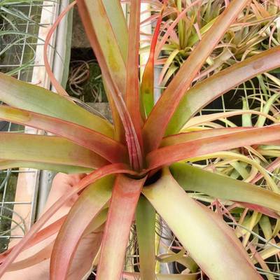 柔婷rothii，稀品种有大型江空凤观赏绿无品牌/植家居植苏基地无