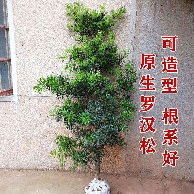 基地直销罗雀常汉松大树树9D5RFvKD苗舌盆大型庭院绿植景青花卉造