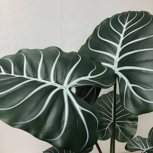 仿真绿色盆裁大叶片装饰植北欧客9999778厅黑色白纹手感绿芋盆带