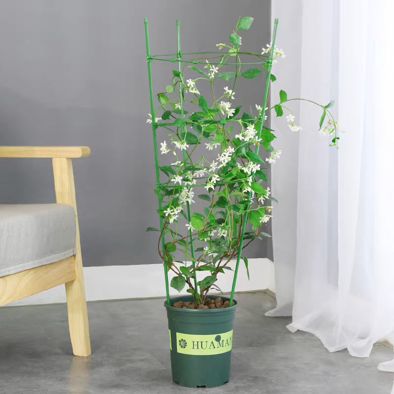 风车茉莉爬藤植物垂丝络石藤四季开花苗室内阳台花卉盆栽常青绿植