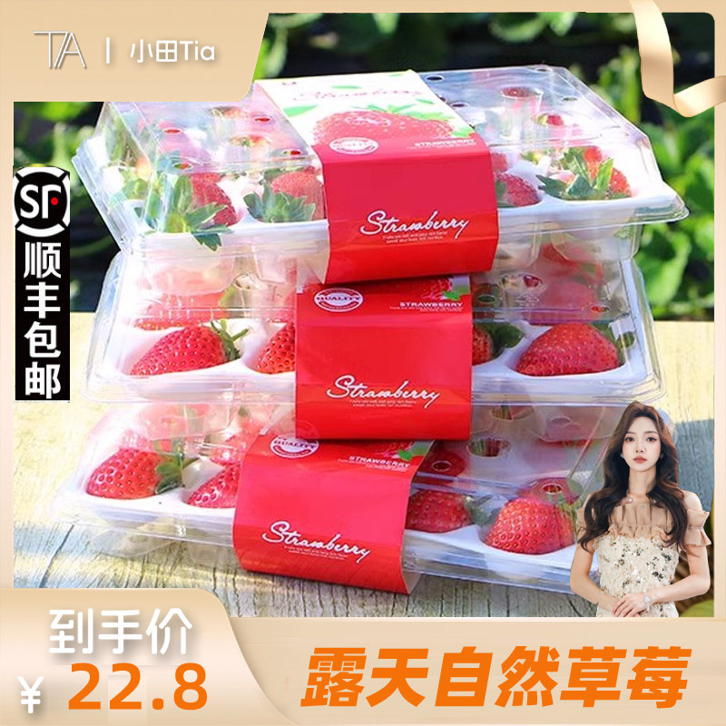 【小田tia推荐】2025四川大凉山露天自然熟草莓奶油草莓