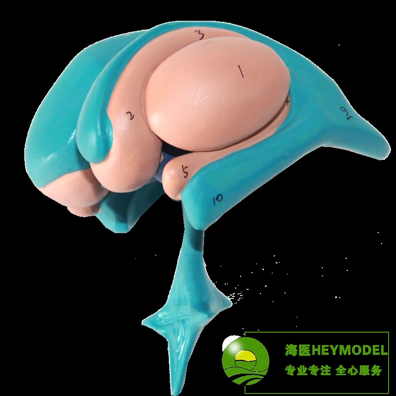 大脑基底核模型 丘脑模型尾状核杏仁核丘脑豆状核脑模型脑室与基