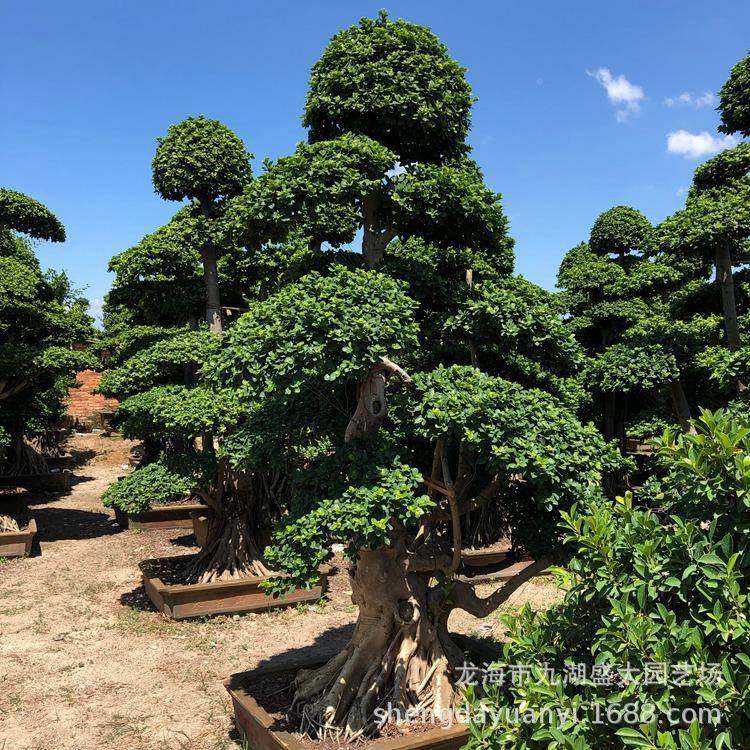 重庆造型榕树盆景福建沙小叶榕叶价榕格大型四西川造型小报价,鲜花速递/花卉仿真/绿植园艺,造型盆景,淘宝优惠券,粉丝福利购,淘宝优惠卷
