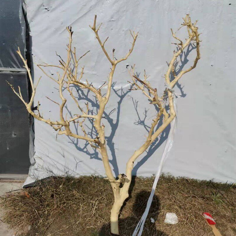 干树去皮干枝枯枝酒店设计吊顶墙壁装饰造景婚庆道具摆件原木天然