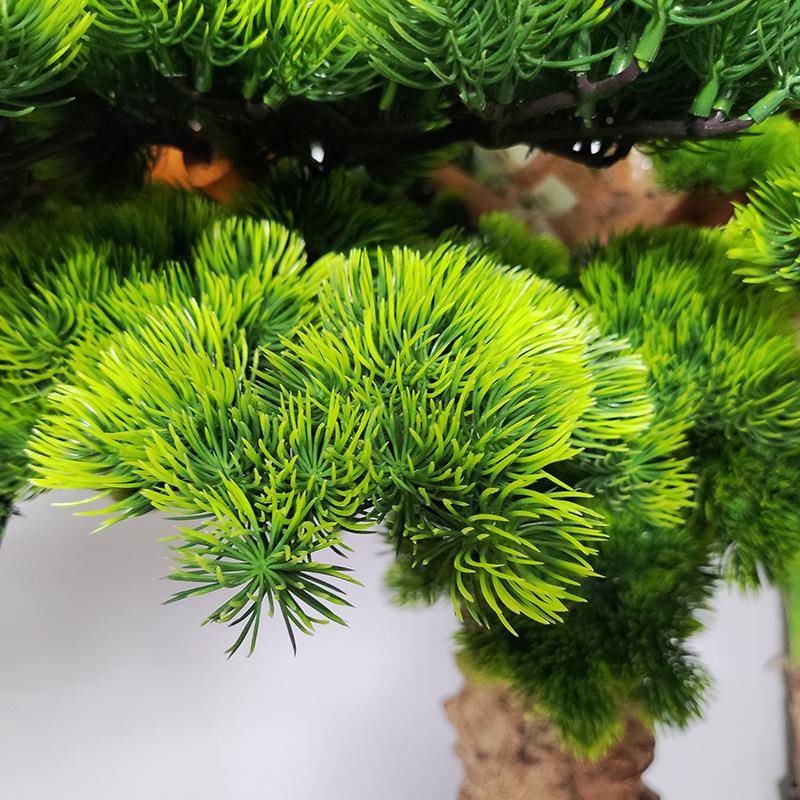 真植松树酒仿店大厅落地植物摆件边松树松树摄影装饰道绿具松单树