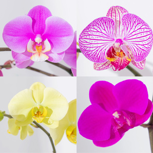 双花剑原盆蝴蝶兰带花键带花苞多年生花卉植物室内花绿植盆栽真花