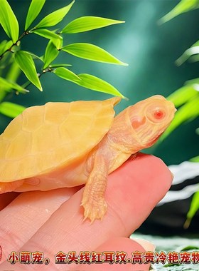 白巴西龟白化巴西龟白巴苗变异龟宠物龟活体深水龟招财龟黑巴果冻