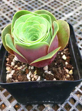 满额包邮多肉植物【耶罗粉山地玫瑰】鑫花肉肉绿植花卉精品防辐射