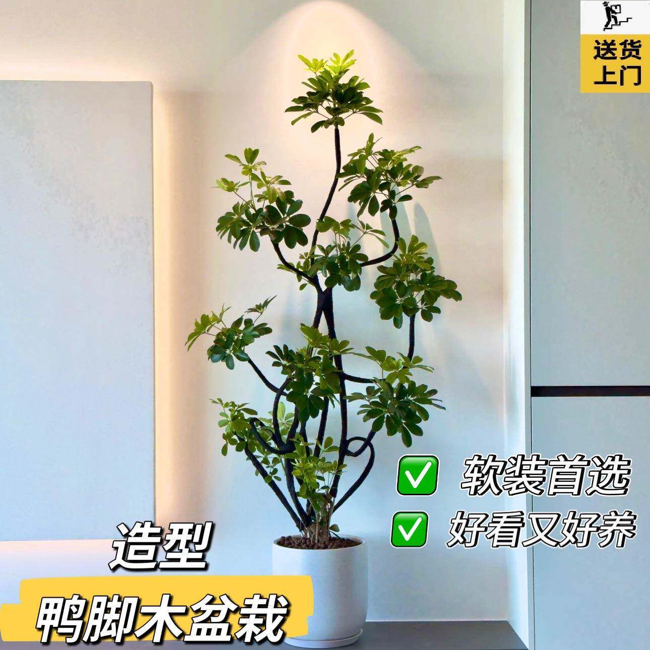 造型鸭脚木客厅鸭鹅掌木掌柴大室型内绿植盆栽四72536753季常青大