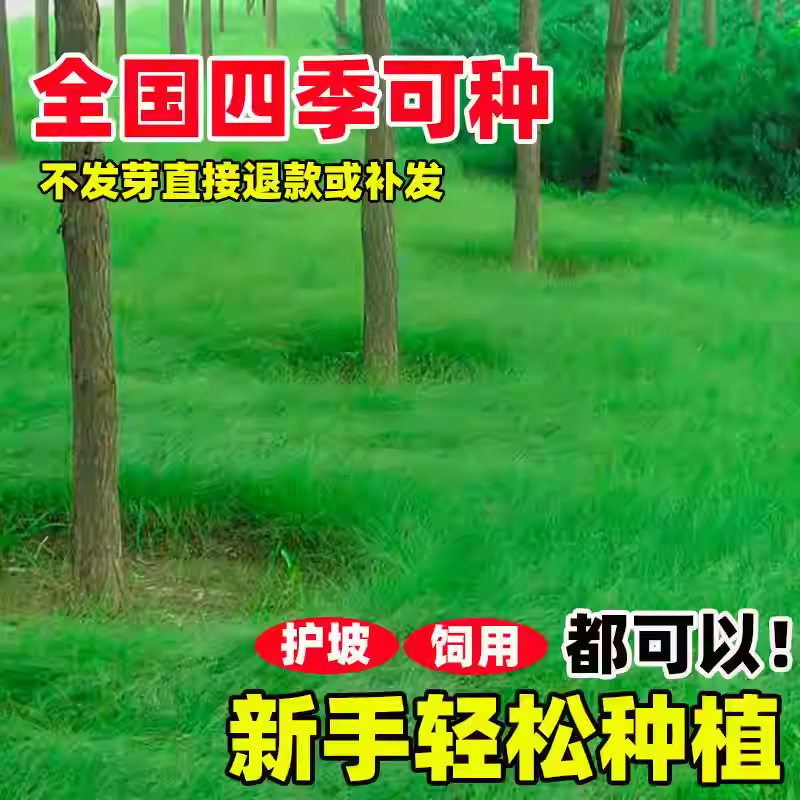 野牛草籽耐寒耐旱高产护坡固土